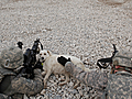 War Dogs