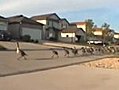 Canadian Geese Excited About Something