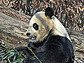Five More Years for Giant Pandas in US Zoo