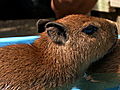 Pets 101: Capybaras