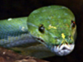 News: Zoo Logic :: Green Tree Python