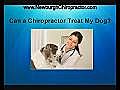Can a Chiropractor Treat My Dog in Newburgh,  NY?