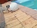 Weird News - Puppy Falls Into Pool