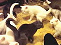 Confessions: Animal Hoarding: A Man with 30 Cats