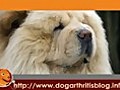 Symptoms of Dogs with Arthritis