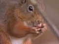 The red squirrels of Cumbria