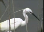 L’AIGRETTE GARZETTE