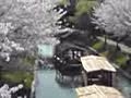 桜☆゜*&#12290;゜。*゜☆。*゜。*゜☆