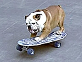 World’s Fastest Skateboarding Dog