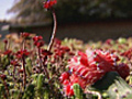 Roof garden blossoms in NYC