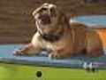 Dogs Show Off At Stock Show