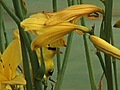 yellow finch