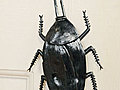 Crawling Insect Decoration