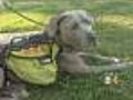 Pit Bull Service Dogs May Be OK’d In Denver
