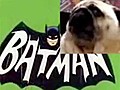 Pug dog sings Batman theme song