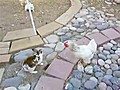 Chickens Break Up Fight