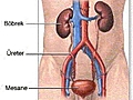 Böbrek tasimiz oldugunu nasil anlayabiliriz?