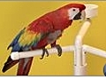 How to Train a Parrot