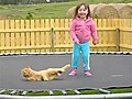 Cat Isn’t A Fan Of Trampoline