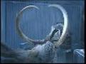 Ice-age Siberian mammoths