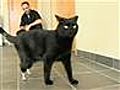 Cat fitted with ‘bionic legs’ after accident