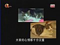 一間能容納動物的學校(2)