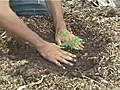 Forest Gardeners