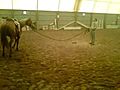 Ty Lunging