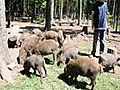 Wildschweine in der Sonne im Wildgehege Hellenthal