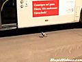 Fearless Pigeon