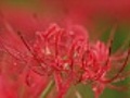 Close-up of spider lily flower