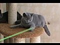 Beauty and Britni Bastet-a-tet