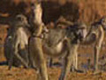 Baboon Troop Maintains Heirarchy