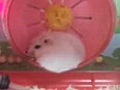 うちのハムスター(*・o・*)動画!!