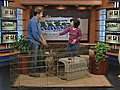 Dog trainer Scott Dunmore answers viewer questions