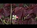 Charmed Wine Oxalis