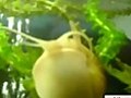 Snail In Aquarium