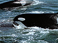 Blue Planet: Open Ocean: Orca Attack