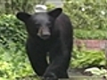 Urso negro é capturado ao passear por vizinhança