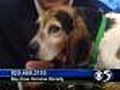 'Nevin' - Male Beagle/Bassett Mix - #4044910