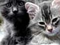 Loving Cats Funny Video