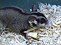 Sugar Glider Diet and Feeding