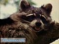 North American Raccoon Searching for Food