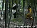 kung fu panda real