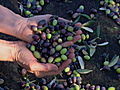 Emeril Green: Growing Organic Olives