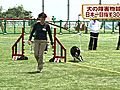 神奈川・大磯町で「アジリティ日本一決定競技会」が開催され、犬300匹が集合しました&amp;#12290;