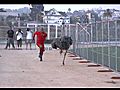 Sports Science: Dennis Northcutt Vs. Ostrich