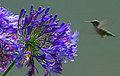 Attract hummingbirds to your garden