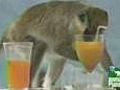 Top 10 drunk animals - monkeys