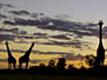 Typical African Silhouettes